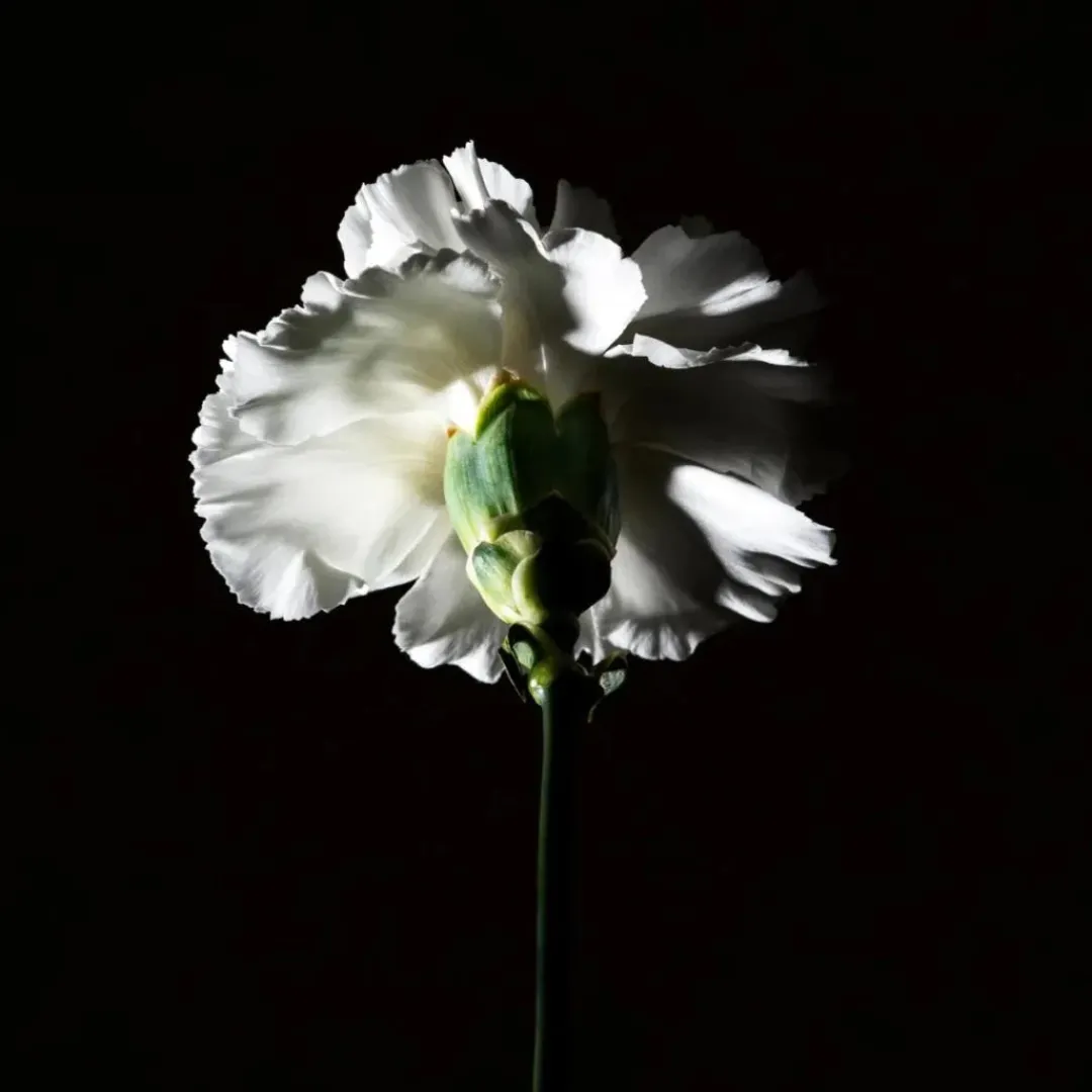 Amaderados | Florales<BDK Parfums Pas Ce Soir